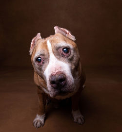 Close-up portrait of dog against black background
