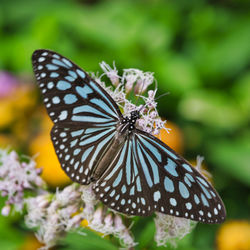 Close-up of butterfly pollinating on flower