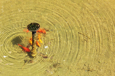 High angle view of crocodile in lake