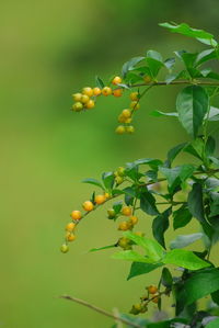 Close-up of fruit growing on tree