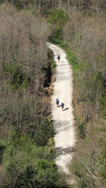 High angle view of hikers walking on road in forest