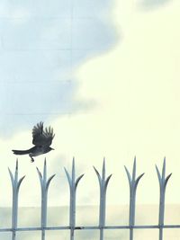 Close-up of birds flying against sky