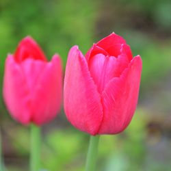 Close-up of pink flower blooming outdoors