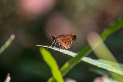 Close-up of butterfly on leaf