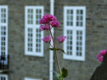 Close-up of pink flowers