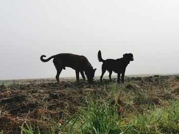 Horses standing on field against sky