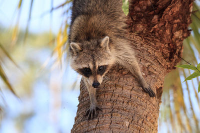 Close-up of squirrel on tree trunk