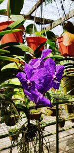 Close-up of purple flowers growing in water