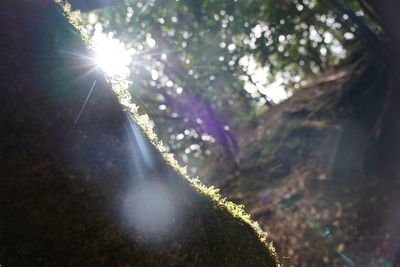 Low angle view of sunlight streaming through tree in forest