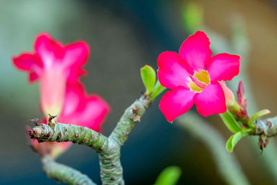 Close-up of pink flower