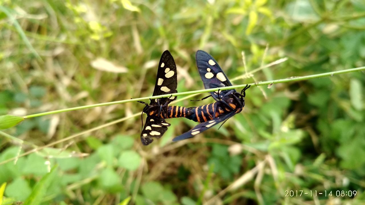 BUTTERFLY ON LEAF