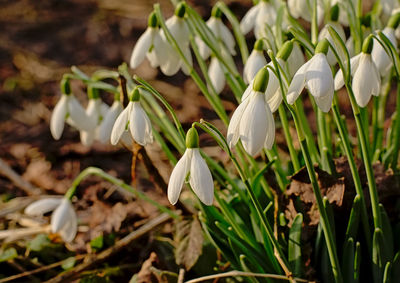 Close-up of white flowering plants on field