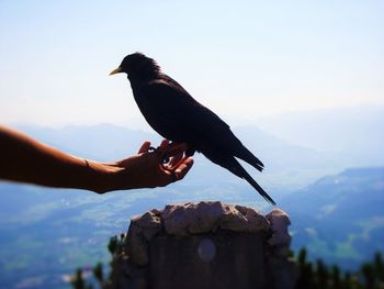 Side view of blackbird perching on hand overlooking landscape