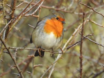 Close-up of bird perching on branch