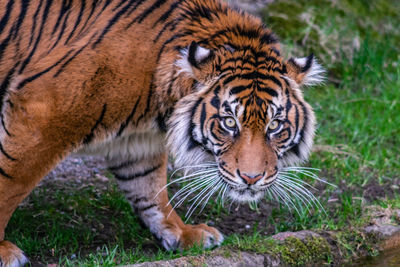 Portrait of tiger in zoo