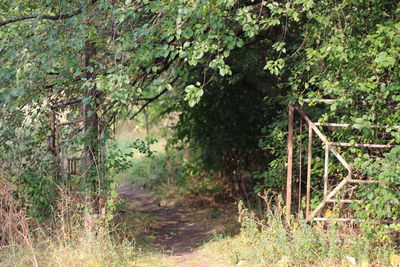 Scenic view of forest