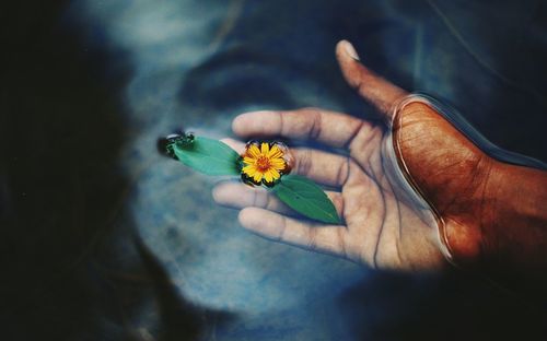 Close-up of hand on flower