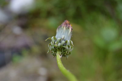 Close-up of flower growing outdoors