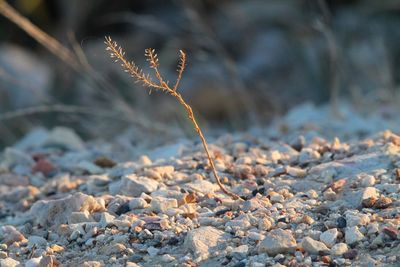 Close-up of stones