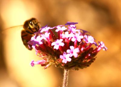 Close-up of insect on purple flower