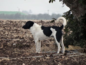 Stray dog standing on agricultural field