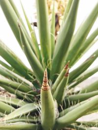 Close-up of succulent plant