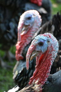 Close-up of wild turkeys