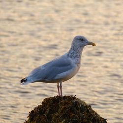 Seagul standing on kelp