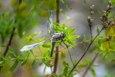 Close-up of insect on plant