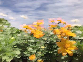 Close-up of plants against sky