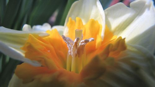 Close-up of yellow flower