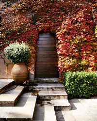 Plants growing in autumn