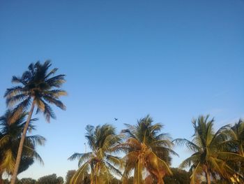 Low angle view of coconut palm trees against clear blue sky