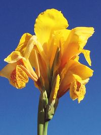 Close-up of fresh yellow flowers against blue sky