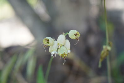 Close-up of white flowering plant