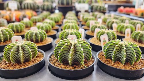 Close-up of succulents for sale