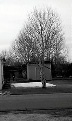 Bare trees against the sky