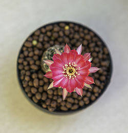 High angle view of pink flower in pot