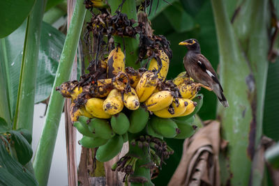 Bird on bananas
