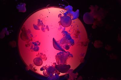 Close-up of jellyfish swimming in aquarium