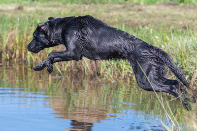 Black dog in a lake