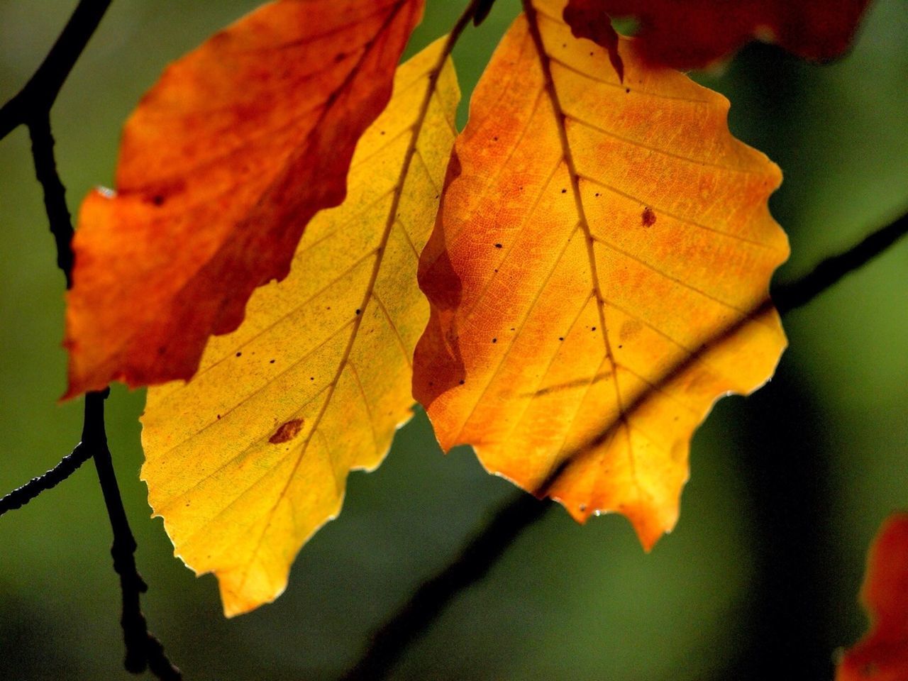 leaf, autumn, leaf vein, change, orange color, close-up, season, focus on foreground, leaves, nature, maple leaf, branch, natural pattern, growth, beauty in nature, selective focus, outdoors, no people, day, yellow