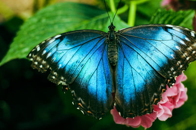 Close-up of butterfly on purple flower
