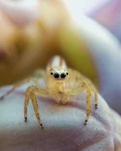 A two striped jumper or jumping spider is sitting on the crown flower or calotropis gigantea.