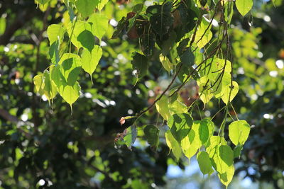 Close-up of fruits on tree