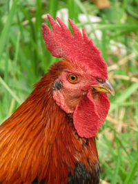 Close-up of rooster