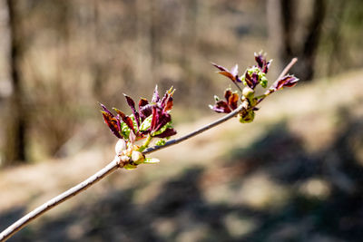 Close-up of flowering plant