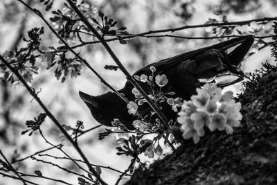 Low angle view of bird perching on twig