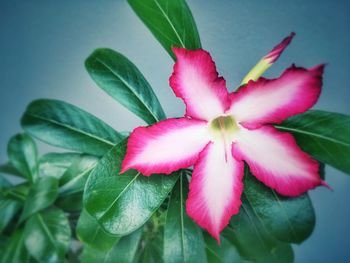 Close-up of pink flower blooming outdoors