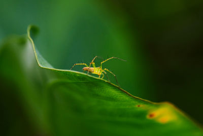 Closeup view of spider isolated on green leaf